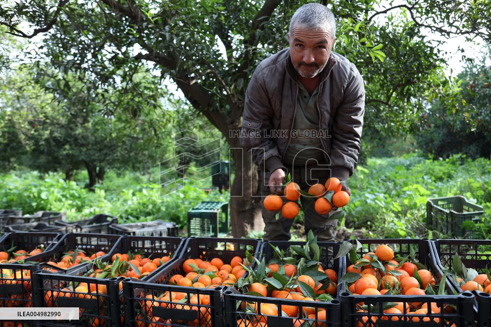 Farmer Harvests Mandarins In Boufarik - Algeria