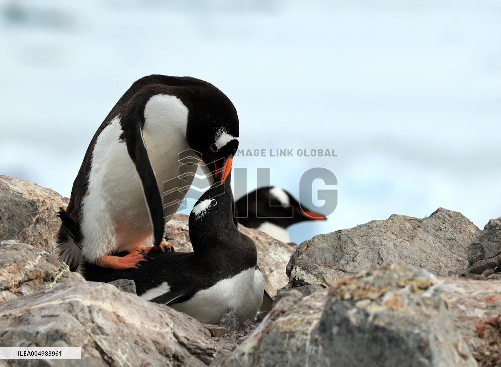 Summer Animals - Antarctica