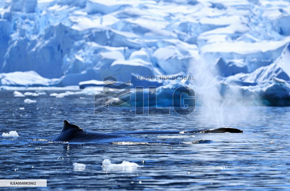 Summer Animals - Antarctica