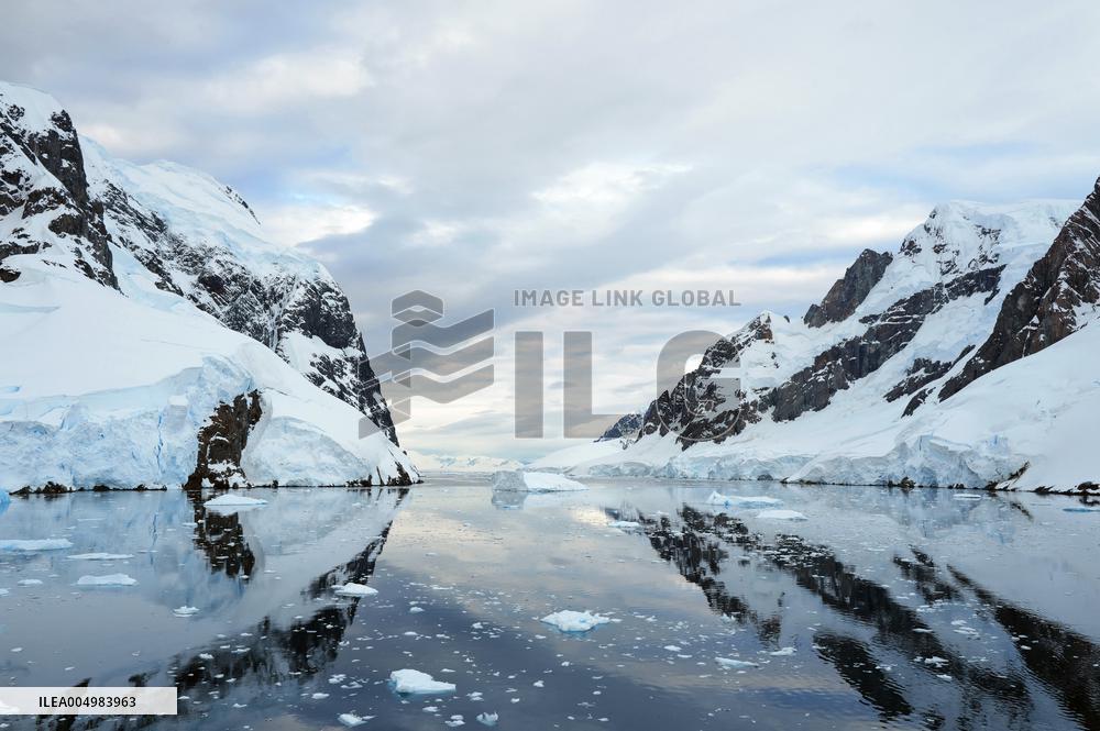 Summer Animals - Antarctica