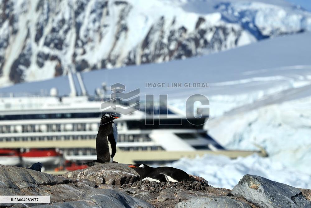 Summer Animals - Antarctica