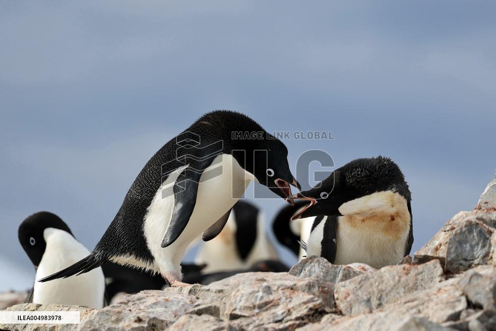 Summer Animals - Antarctica