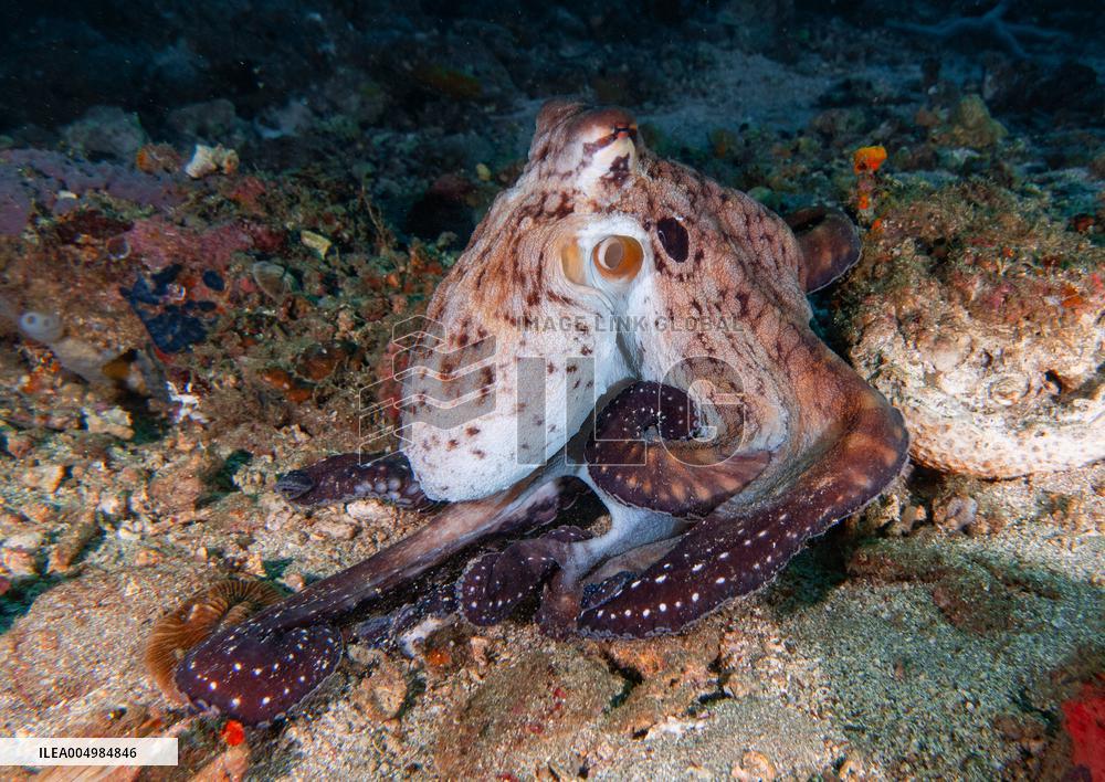 Big Blue Octopus amazing camouflage skills - Philippines