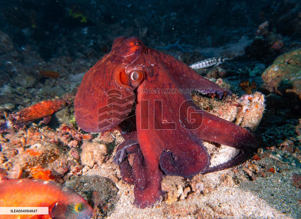 Big Blue Octopus amazing camouflage skills - Philippines