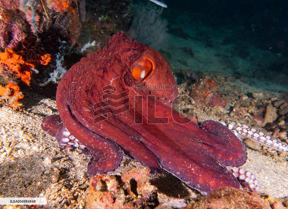 Big Blue Octopus amazing camouflage skills - Philippines