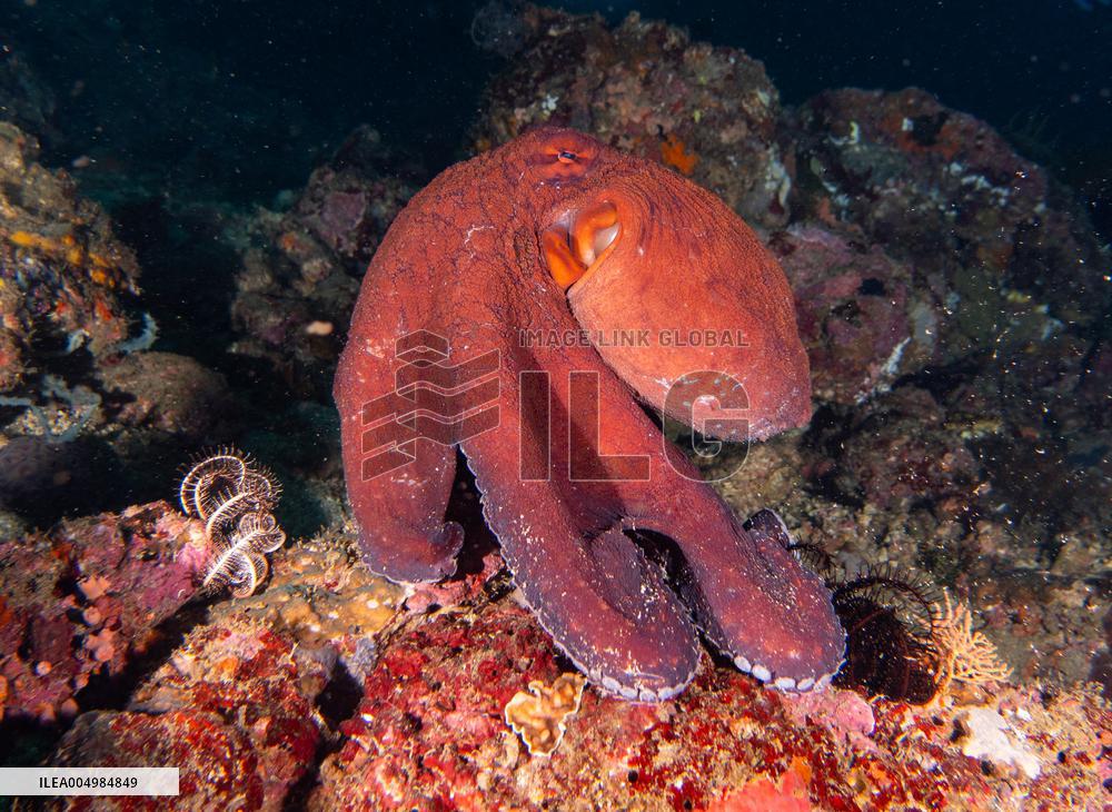 Big Blue Octopus amazing camouflage skills - Philippines