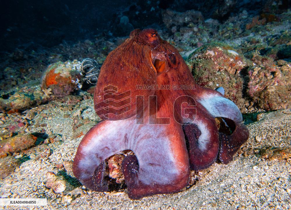Big Blue Octopus amazing camouflage skills - Philippines