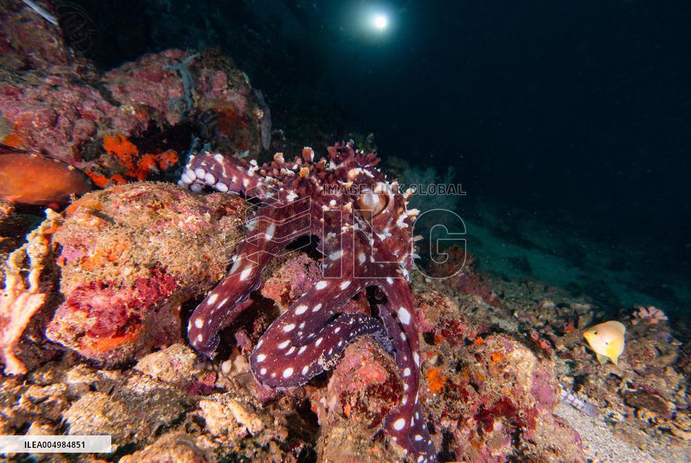 Big Blue Octopus amazing camouflage skills - Philippines