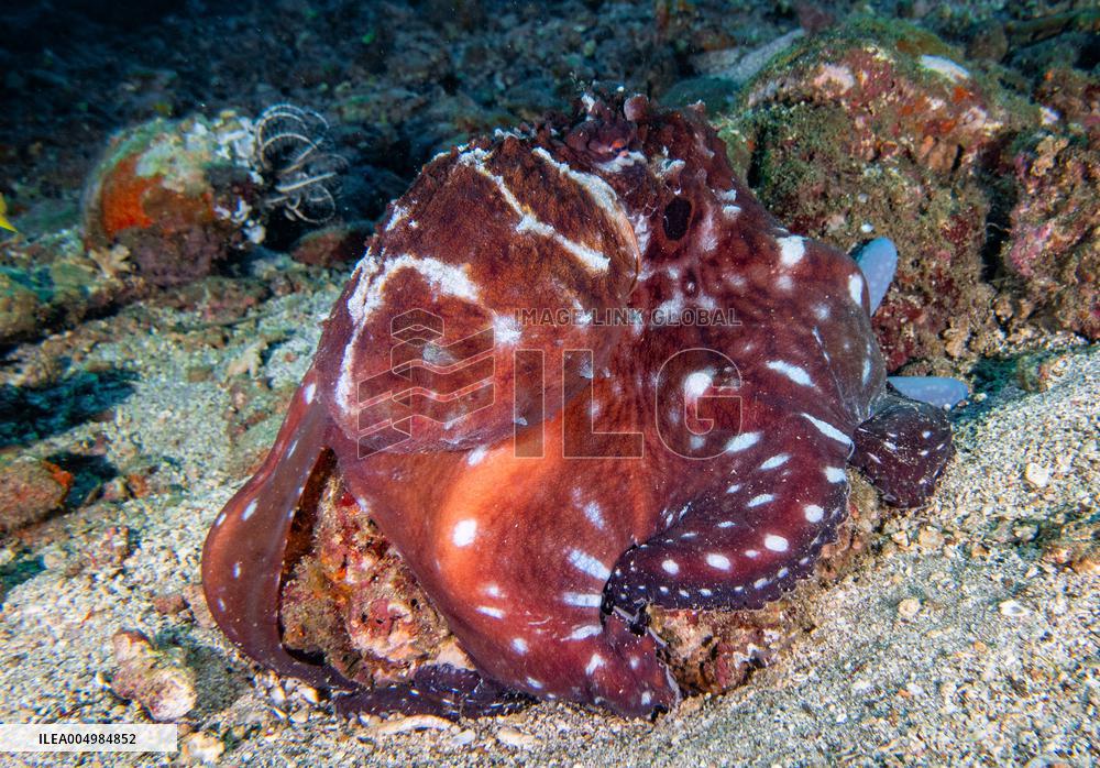 Big Blue Octopus amazing camouflage skills - Philippines