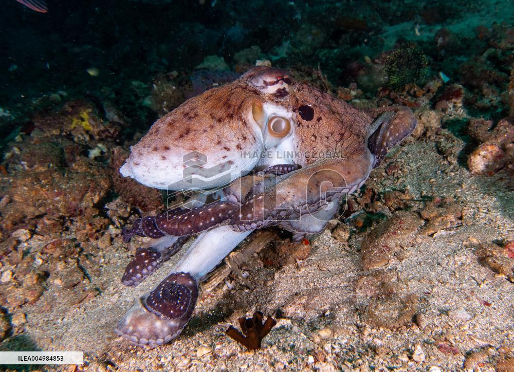 Big Blue Octopus amazing camouflage skills - Philippines
