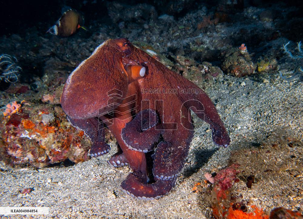 Big Blue Octopus amazing camouflage skills - Philippines