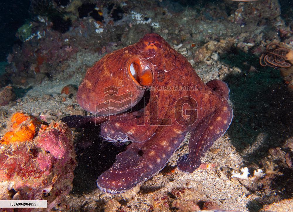 Big Blue Octopus amazing camouflage skills - Philippines