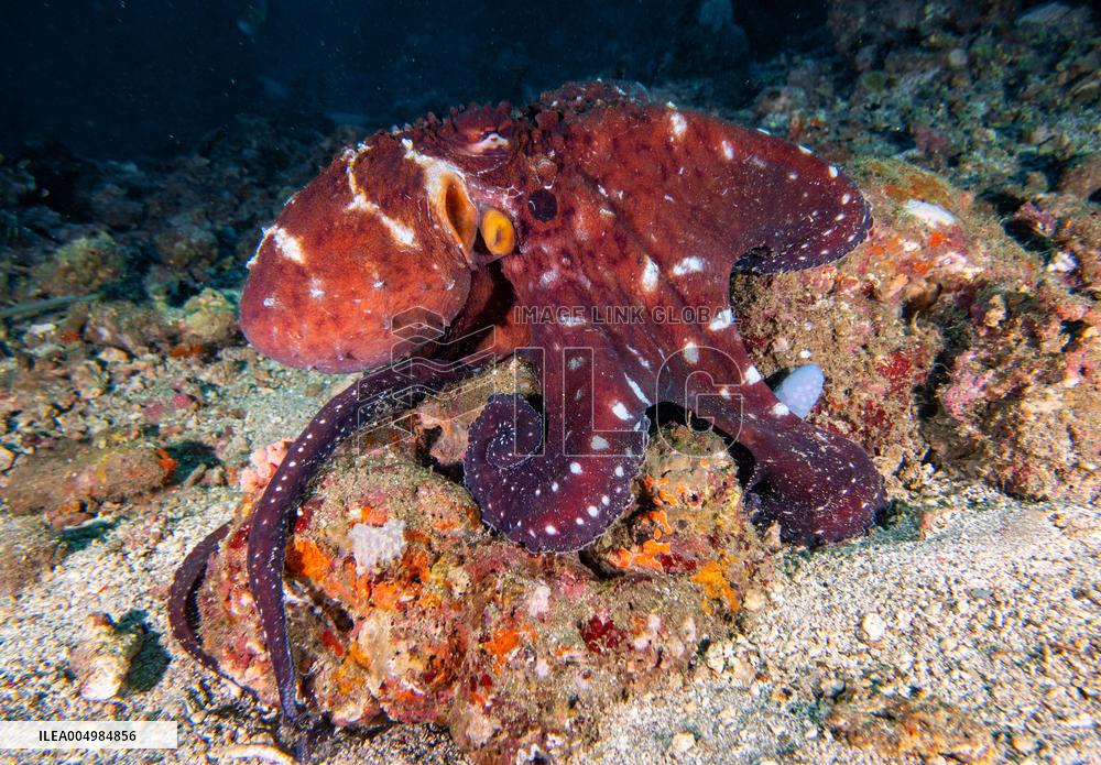 Big Blue Octopus amazing camouflage skills - Philippines