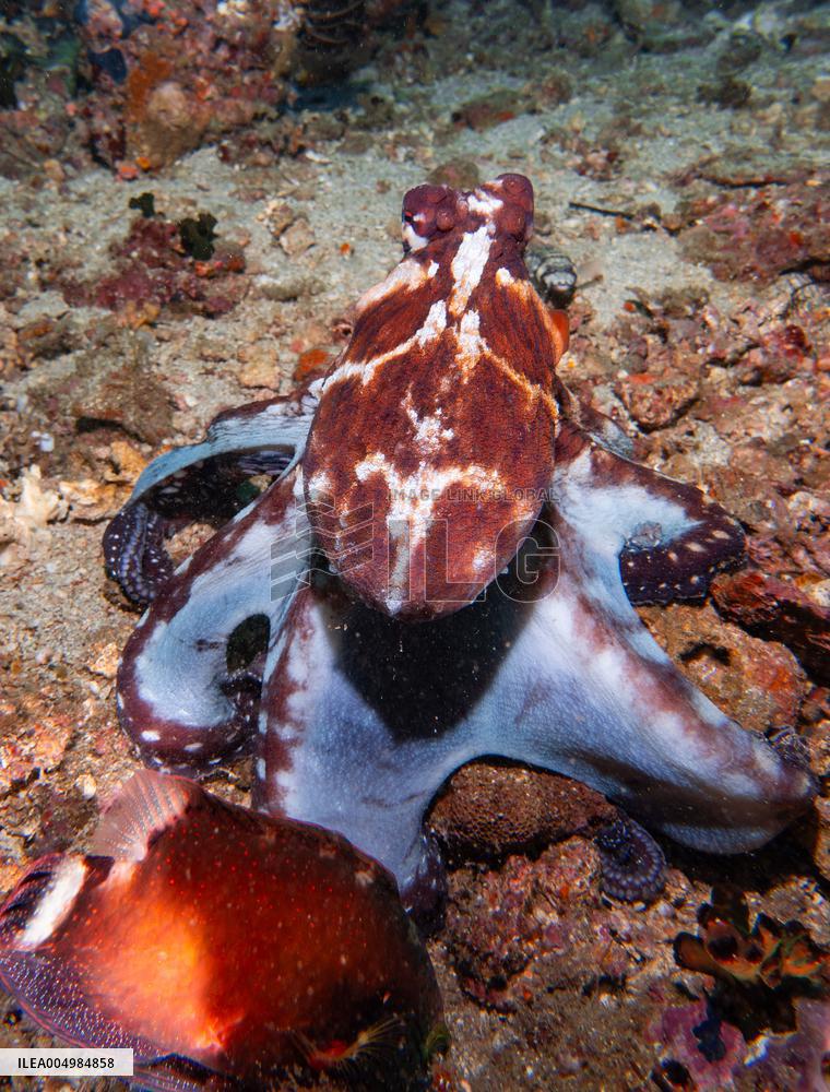 Big Blue Octopus amazing camouflage skills - Philippines