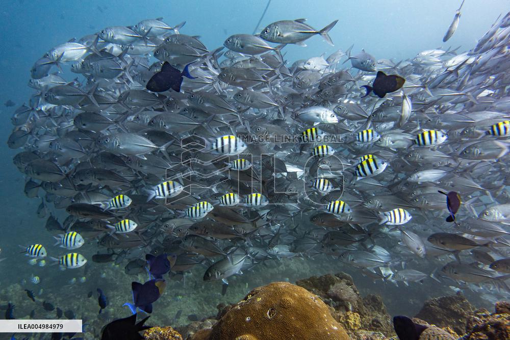 Underwater Sealife in World Famous Anilao Dive Spot - Philippines