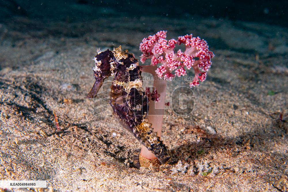 Underwater Sealife in World Famous Anilao Dive Spot - Philippines