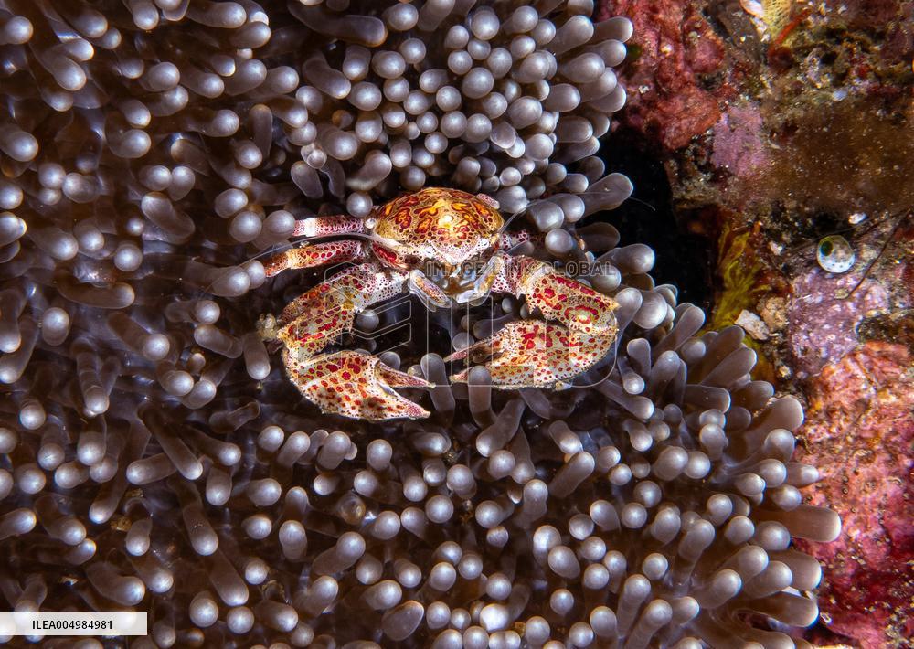 Underwater Sealife in World Famous Anilao Dive Spot - Philippines