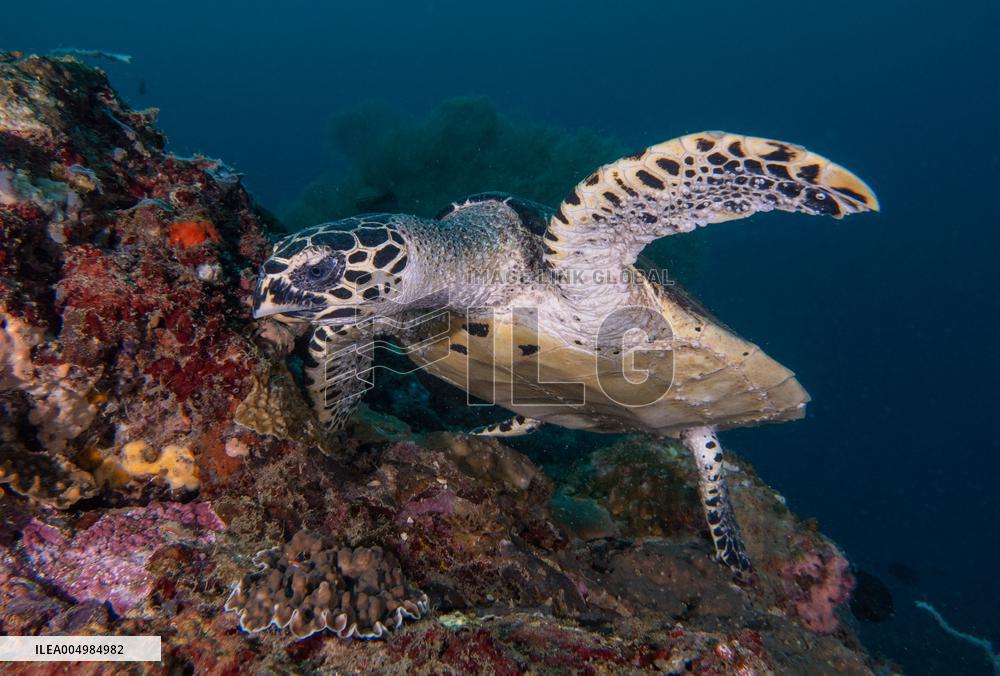 Underwater Sealife in World Famous Anilao Dive Spot - Philippines