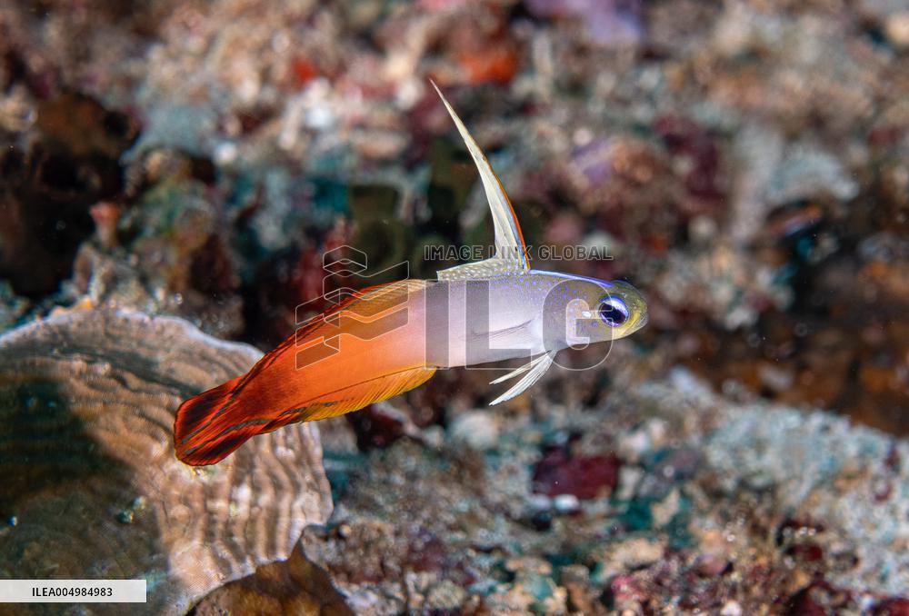 Underwater Sealife in World Famous Anilao Dive Spot - Philippines