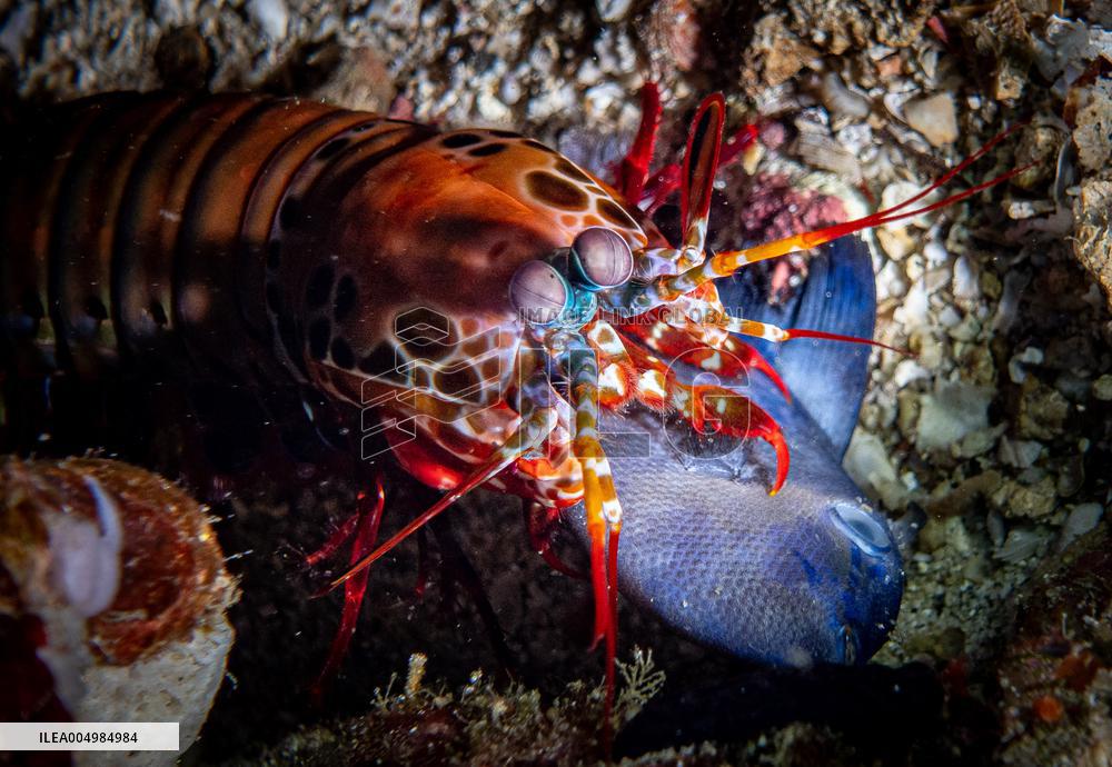 Underwater Sealife in World Famous Anilao Dive Spot - Philippines