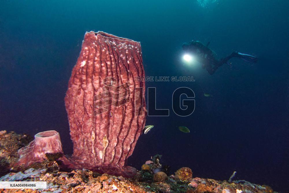 Underwater Sealife in World Famous Anilao Dive Spot - Philippines