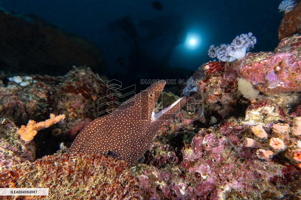 Underwater Sealife in World Famous Anilao Dive Spot - Philippines