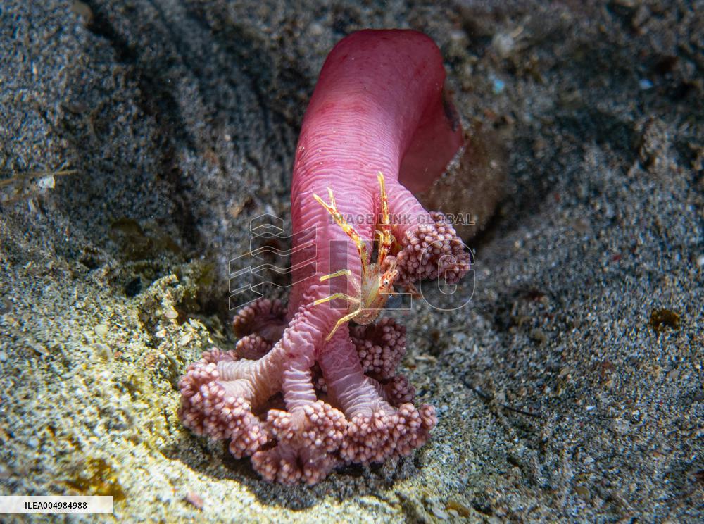 Underwater Sealife in World Famous Anilao Dive Spot - Philippines