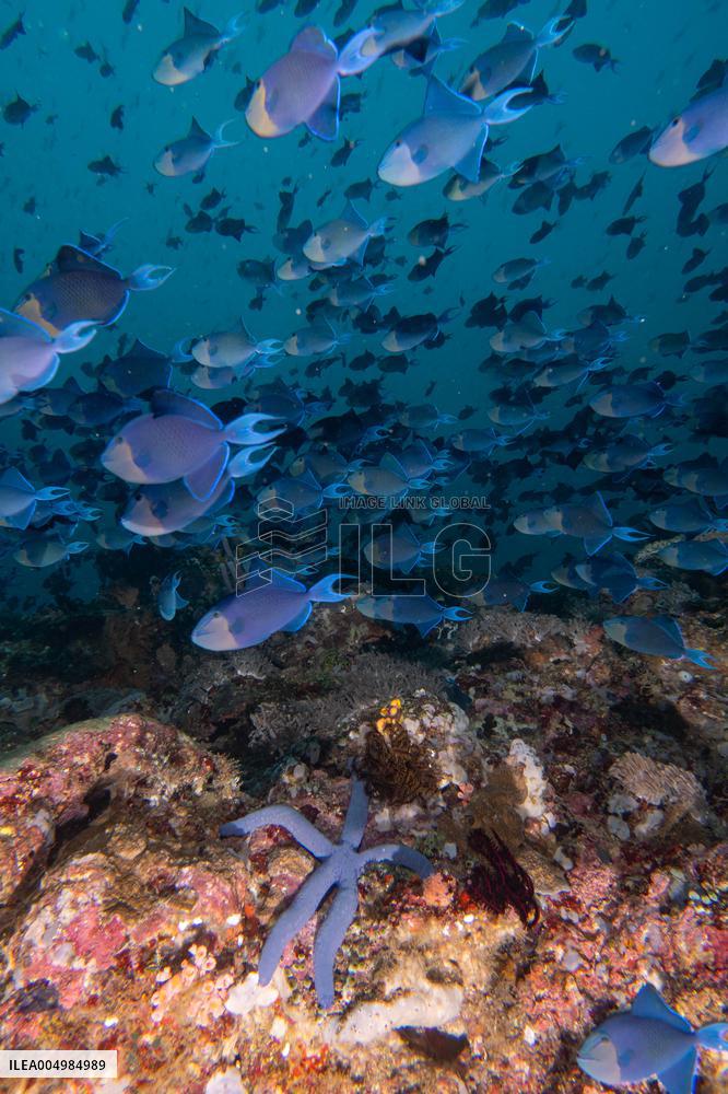 Underwater Sealife in World Famous Anilao Dive Spot - Philippines