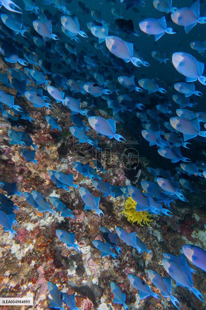 Underwater Sealife in World Famous Anilao Dive Spot - Philippines