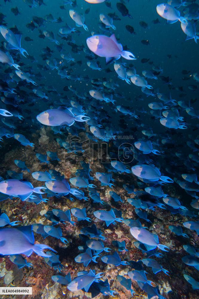 Underwater Sealife in World Famous Anilao Dive Spot - Philippines