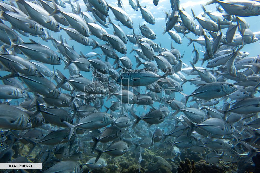 Underwater Sealife in World Famous Anilao Dive Spot - Philippines