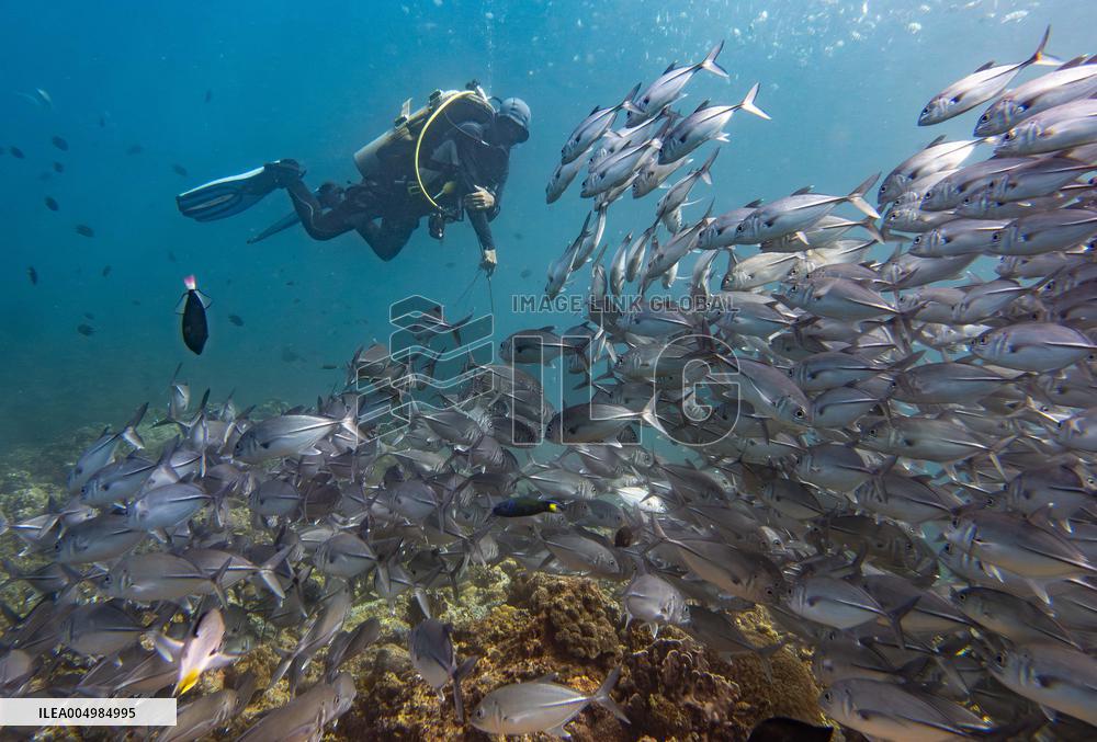 Underwater Sealife in World Famous Anilao Dive Spot - Philippines