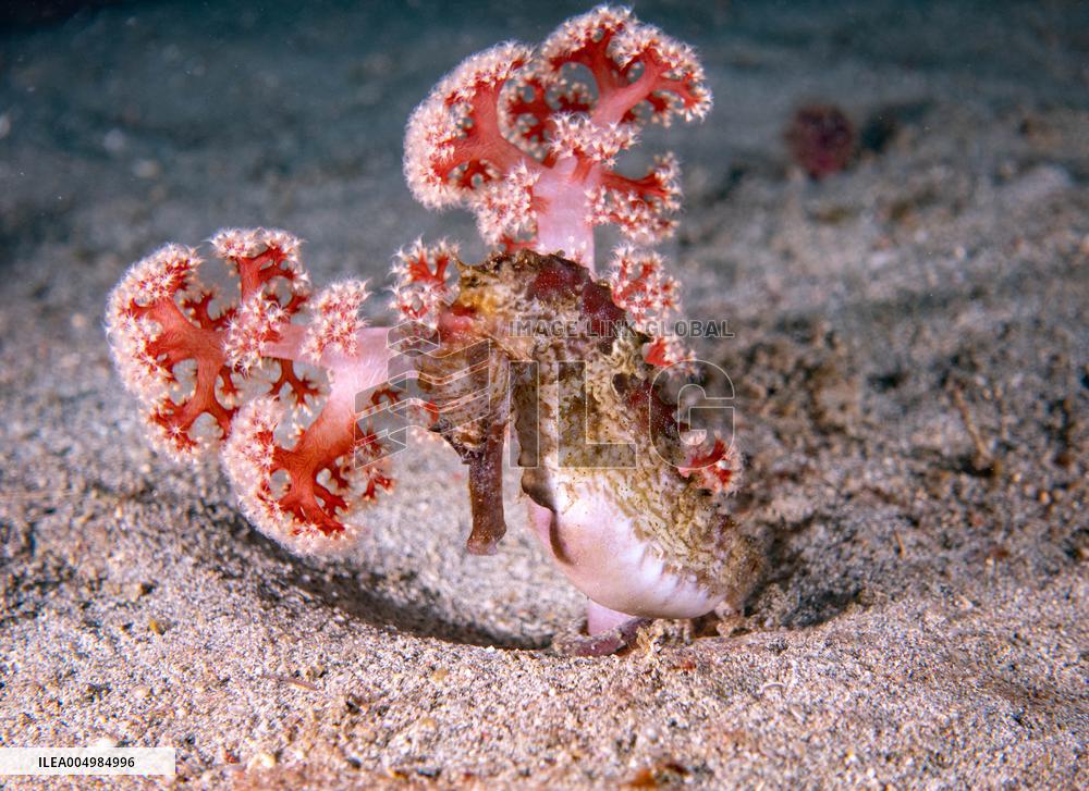 Underwater Sealife in World Famous Anilao Dive Spot - Philippines