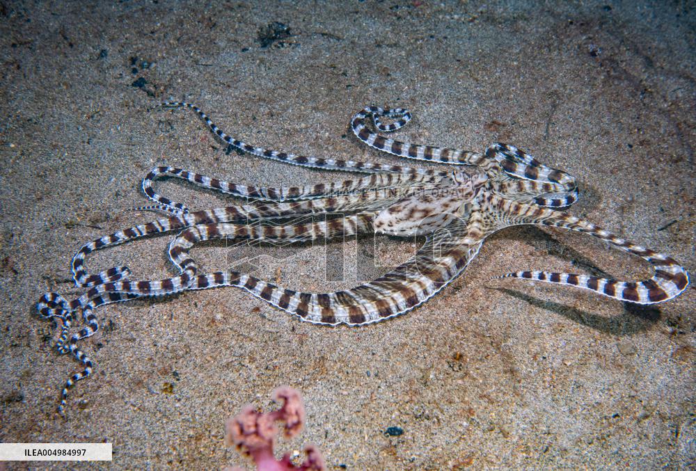 Underwater Sealife in World Famous Anilao Dive Spot - Philippines