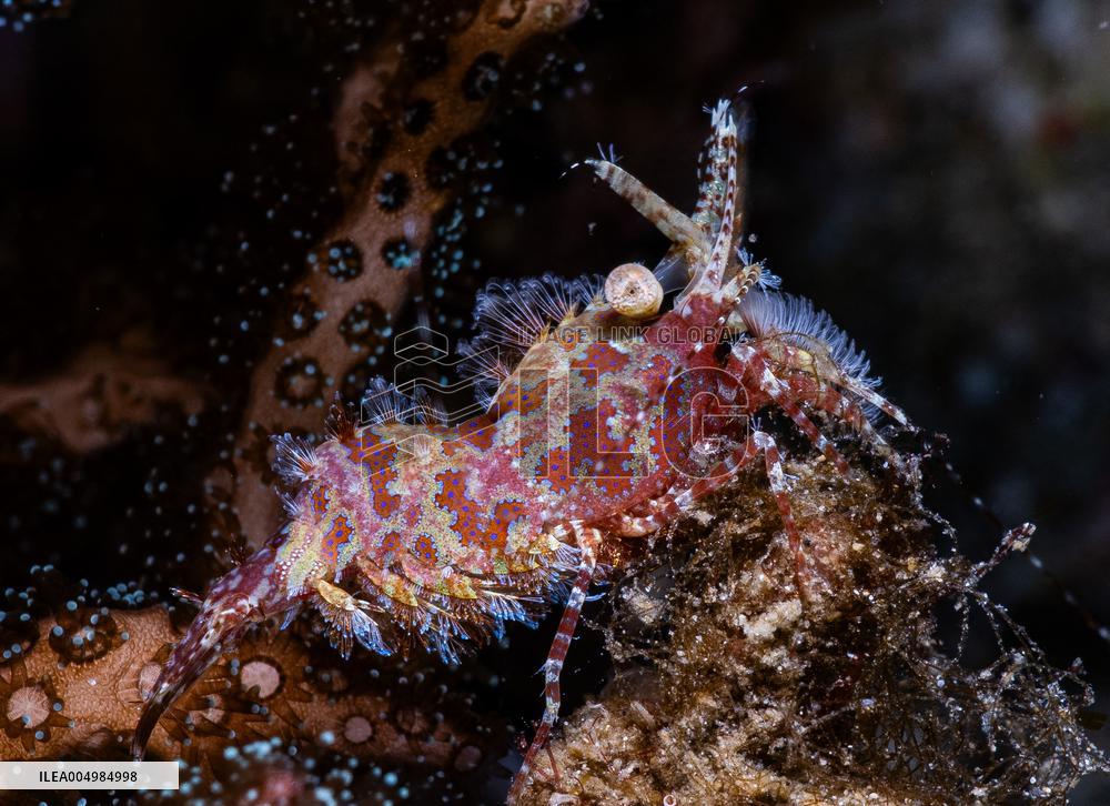 Underwater Sealife in World Famous Anilao Dive Spot - Philippines