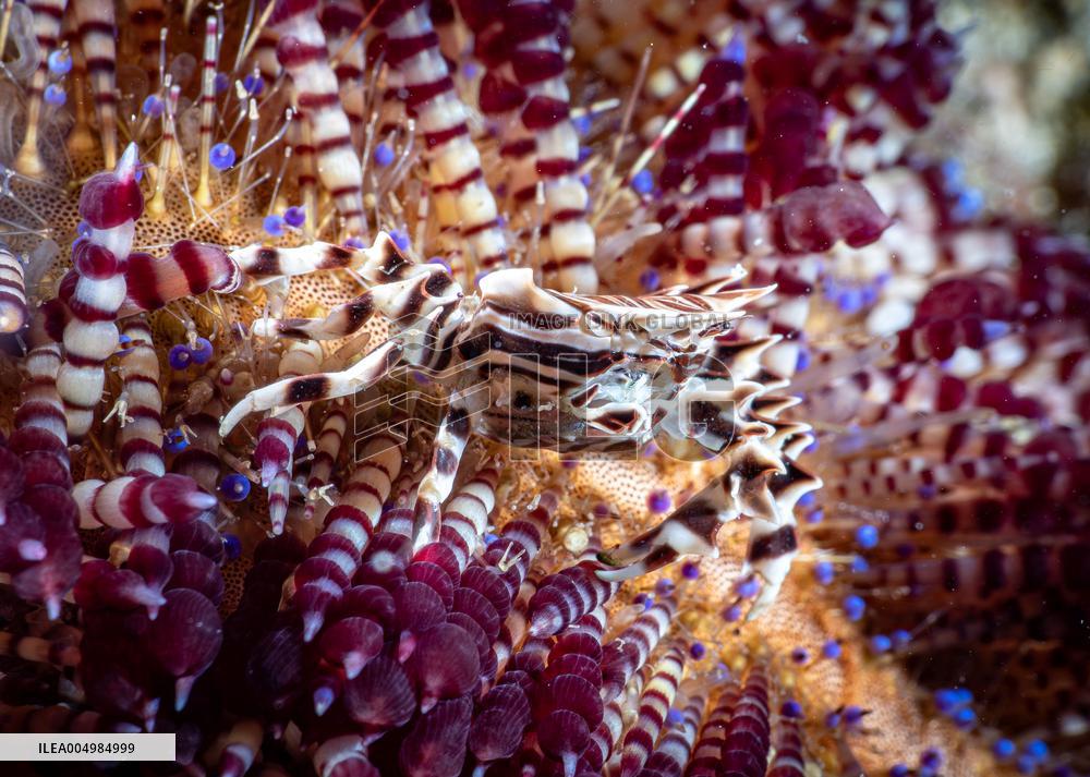 Underwater Sealife in World Famous Anilao Dive Spot - Philippines