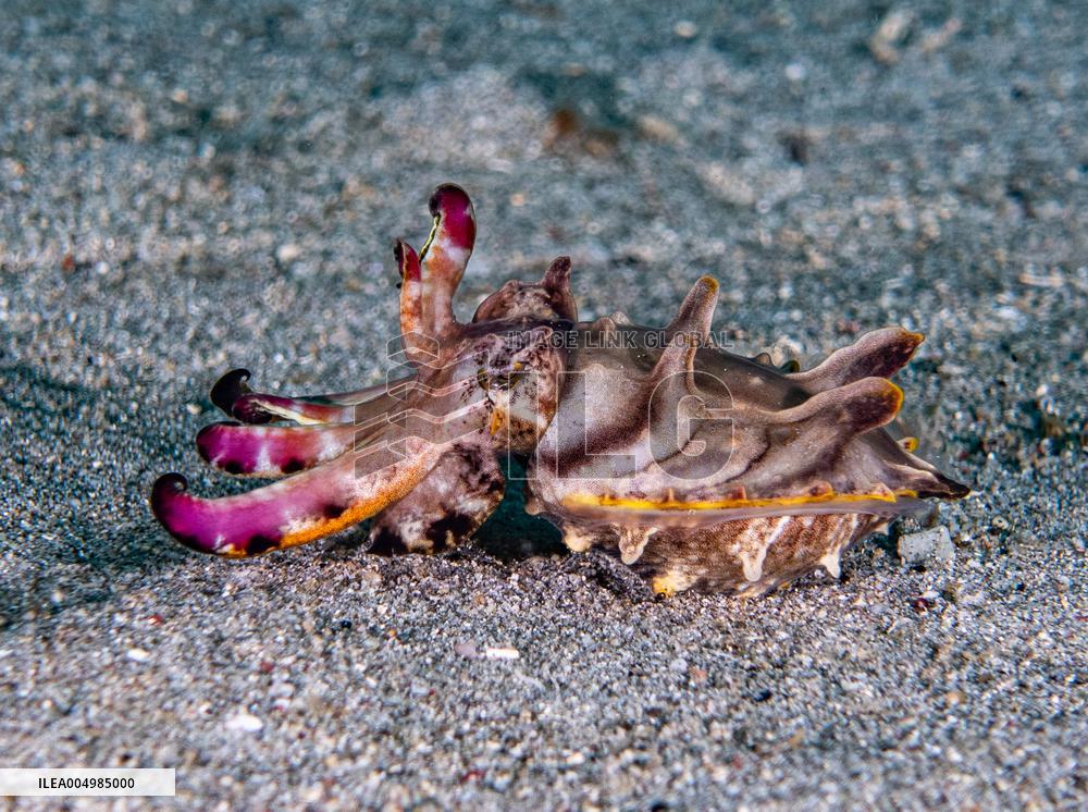 Underwater Sealife in World Famous Anilao Dive Spot - Philippines