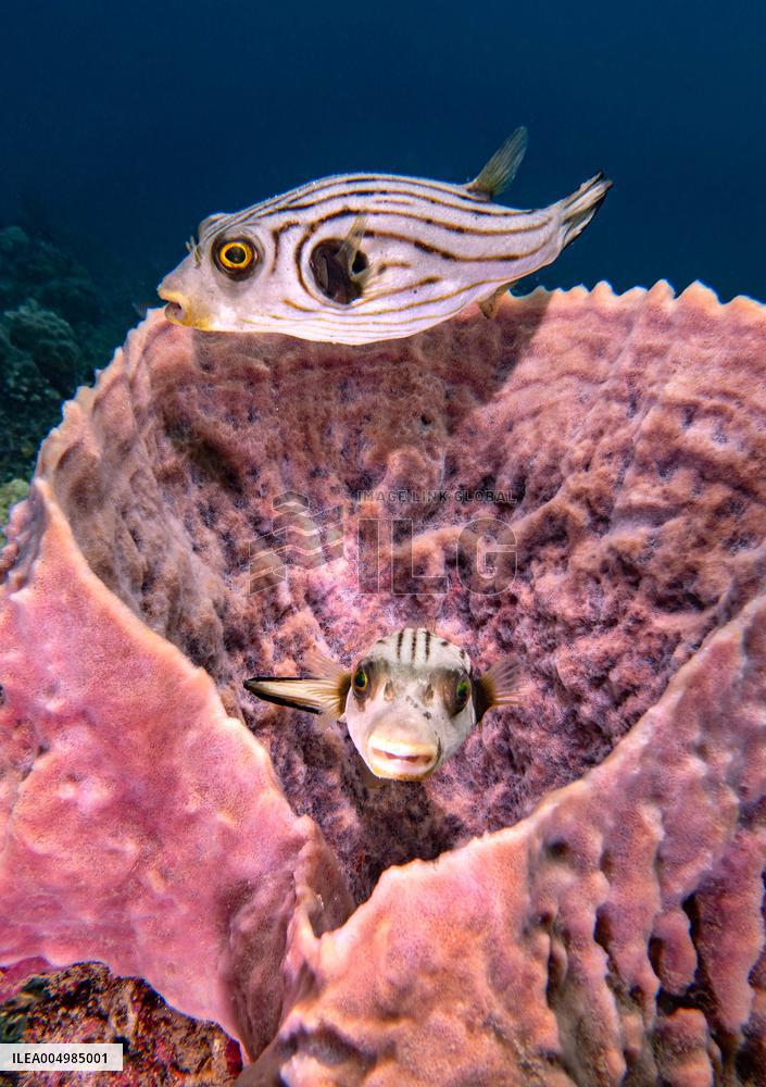 Underwater Sealife in World Famous Anilao Dive Spot - Philippines