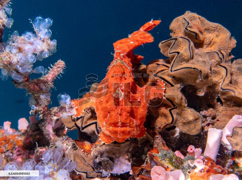 Underwater Sealife in World Famous Anilao Dive Spot - Philippines