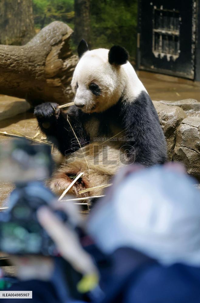 Pandas at Tokyo's Ueno zoo set to return to China