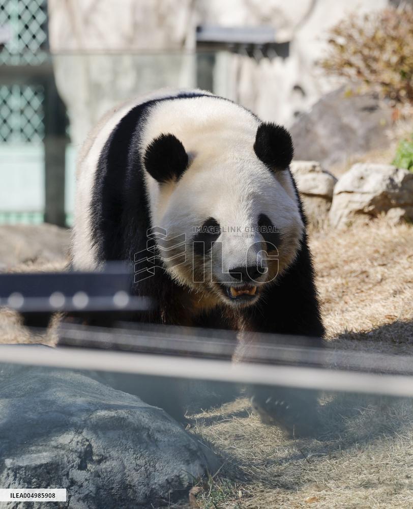 Pandas at Tokyo's Ueno zoo set to return to China