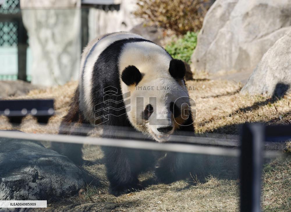 Pandas at Tokyo's Ueno zoo set to return to China