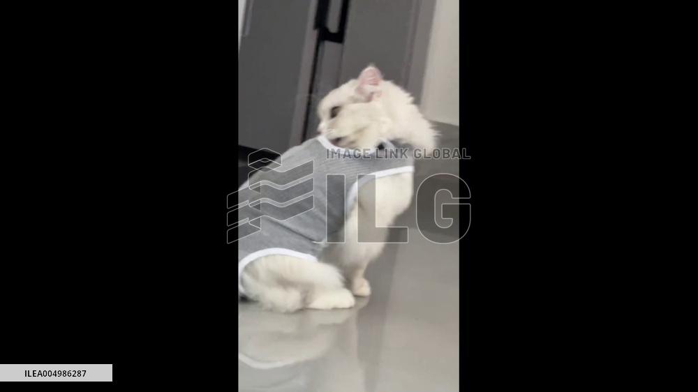 China: Cat Twists Its Head 180 Degrees While Grooming