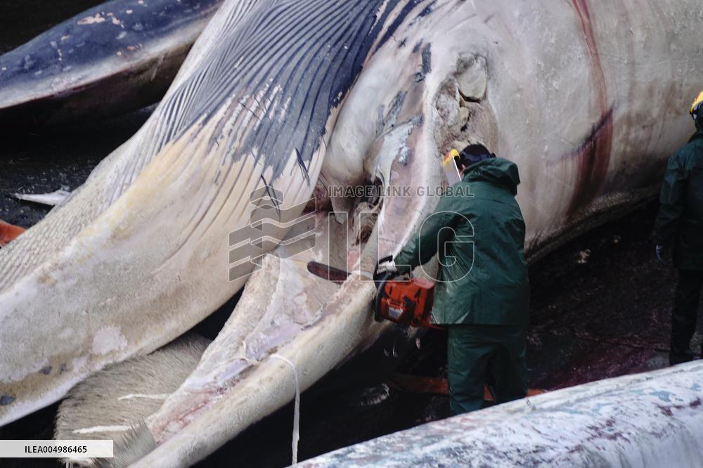 Whale Carcass Removed From Port In Oza - Spain