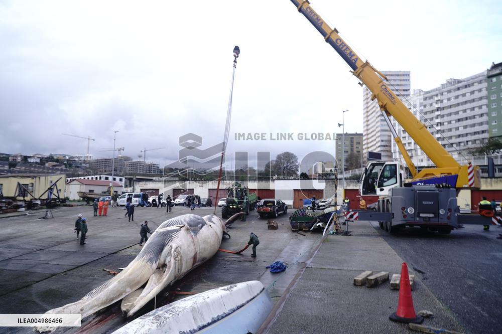 Whale Carcass Removed From Port In Oza - Spain