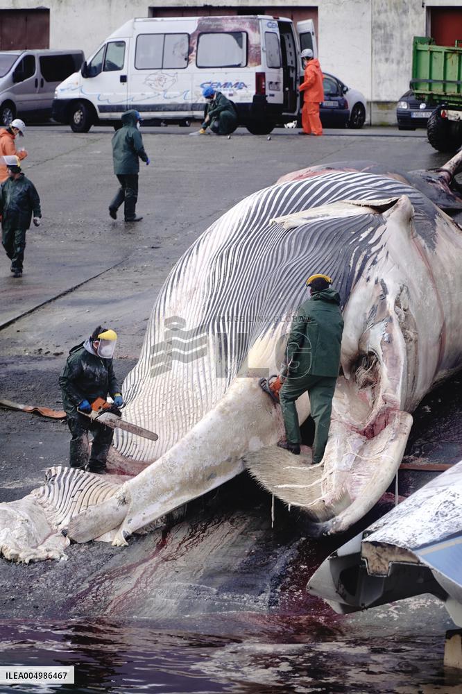 Whale Carcass Removed From Port In Oza - Spain
