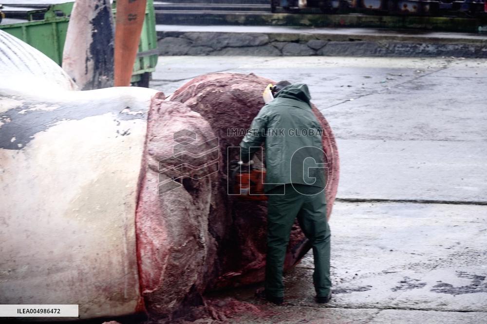 Whale Carcass Removed From Port In Oza - Spain