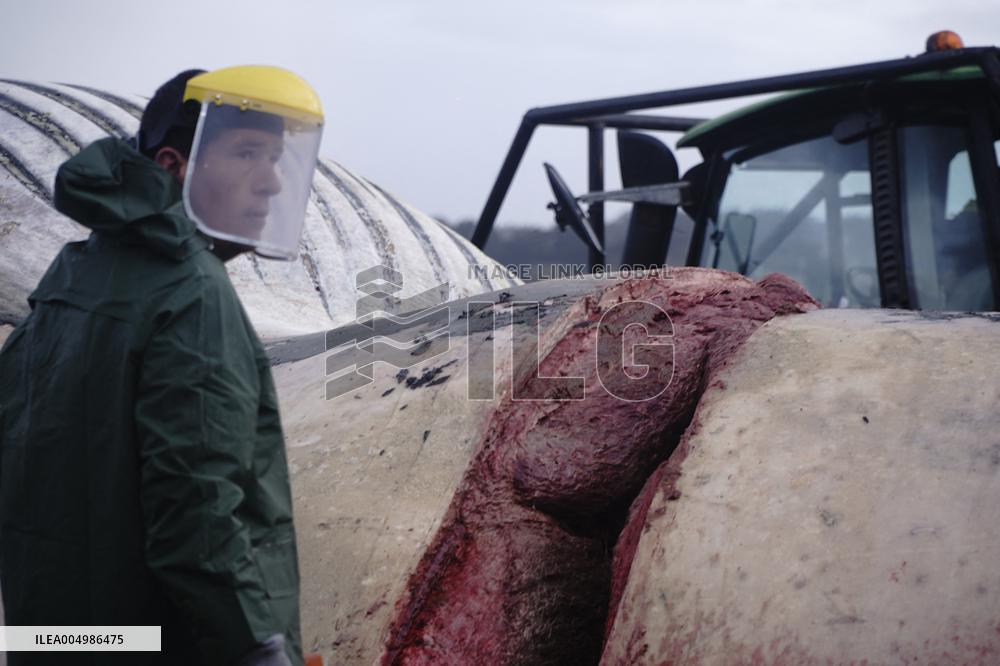 Whale Carcass Removed From Port In Oza - Spain
