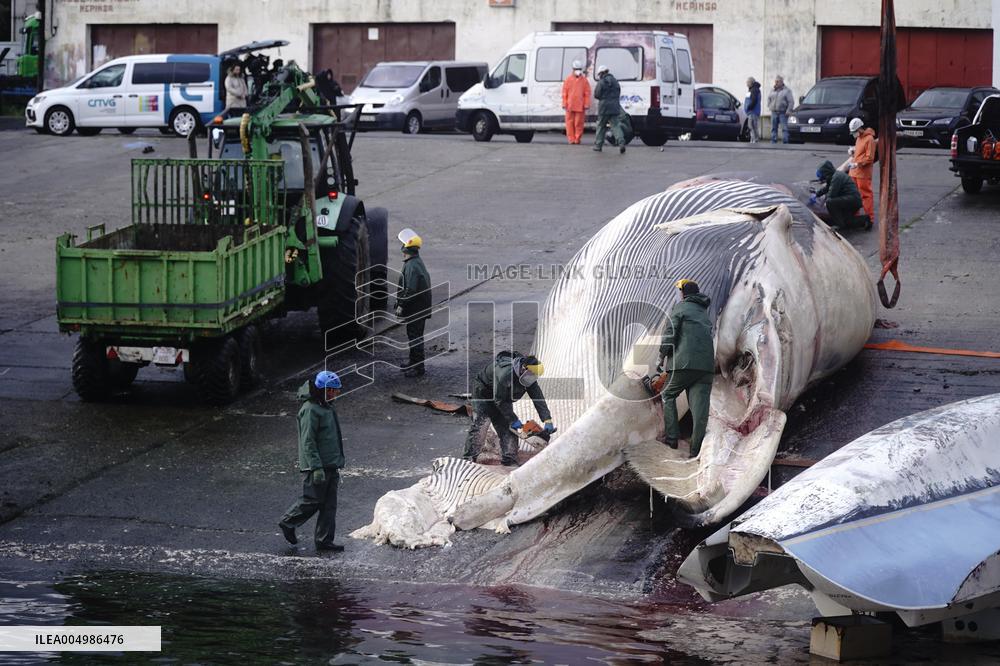 Whale Carcass Removed From Port In Oza - Spain