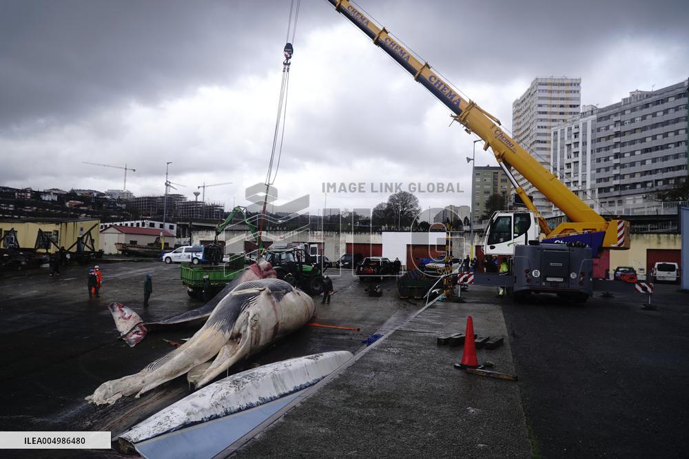 Whale Carcass Removed From Port In Oza - Spain